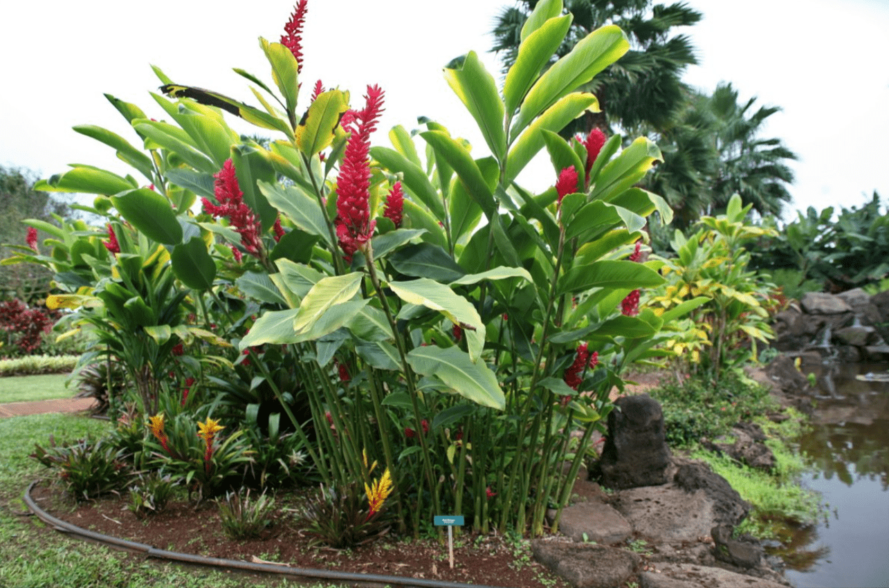 Health Benefits of Red Ginger